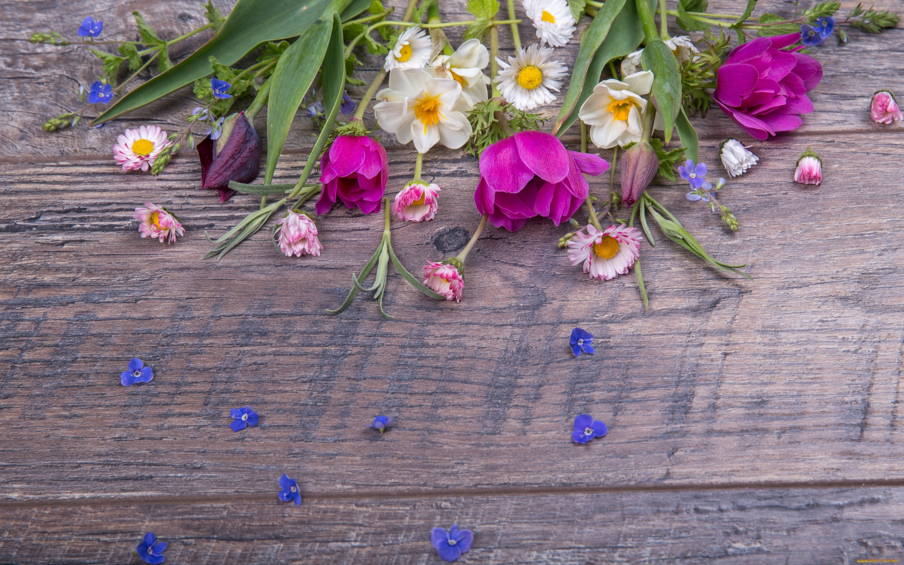 ,  , colorful, , , flowers, , , spring, pink, wood